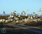 Sulphur Crested Cockatoo 9K55D-10